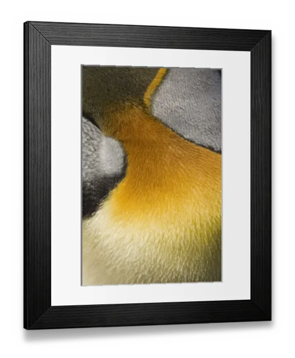 Framed Print : Antarctic, Antarctic Framed Print : Antarctic, Antarctic