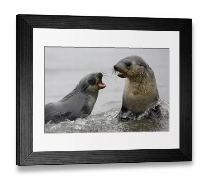 Framed Print : Antarctic, Antarctic Framed Print : Antarctic, Antarctic