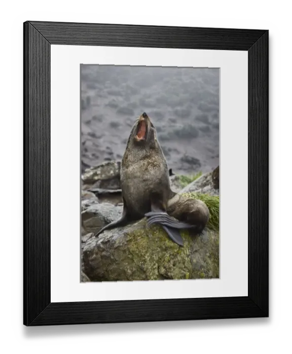 Framed Print : Antarctica, South Georgia, Elsehul Bay. Antarctic fur seal yawning Framed Print : Antarctica, South Georgia, Elsehul Bay. Antarctic fur seal yawning