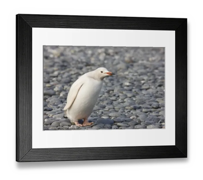 Framed Print : Antarctica, South Georgia, Salisbury Plain. A rare all-white color variant of