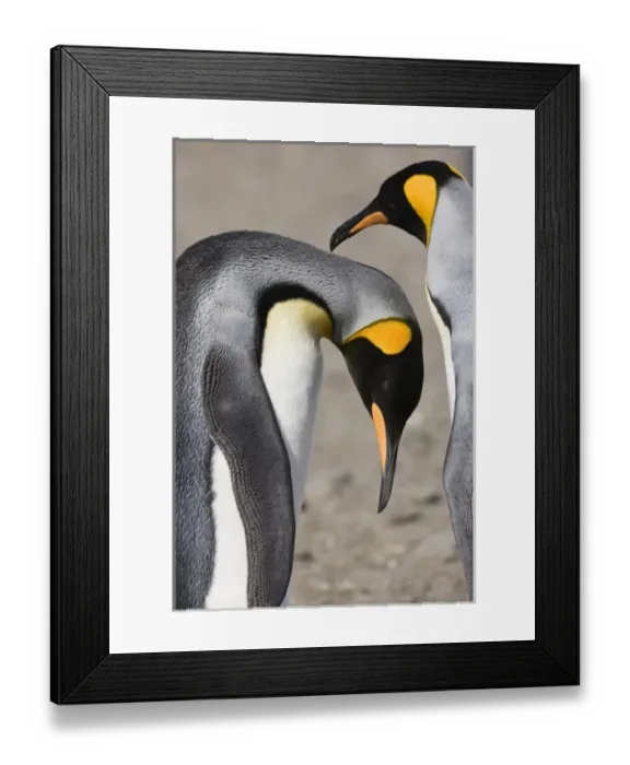Framed Print : Antarctica, South Georgia, Salisbury Plain. King penguin bows so mate can preen its Framed Print : Antarctica, South Georgia, Salisbury Plain. King penguin bows so mate can preen its