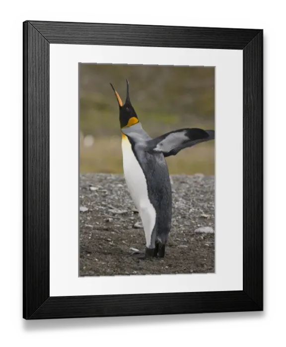 Framed Print : Antarctic, Antarctic Framed Print : Antarctic, Antarctic