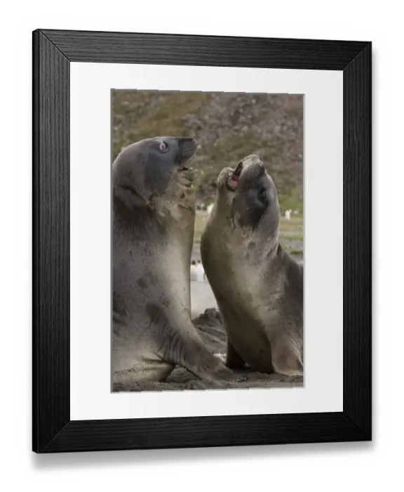 Framed Print : Antarctica, South Georgia, St. Andrews Bay. Southern Elephant Seals (Mirounga leonina) Framed Print : Antarctica, South Georgia, St. Andrews Bay. Southern Elephant Seals (Mirounga leonina)