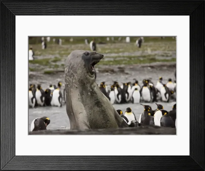 Framed Print : Antarctica, South Georgia, St. Andrews Bay. A Southern Elephant Seal shows aggression Framed Print : Antarctica, South Georgia, St. Andrews Bay. A Southern Elephant Seal shows aggression