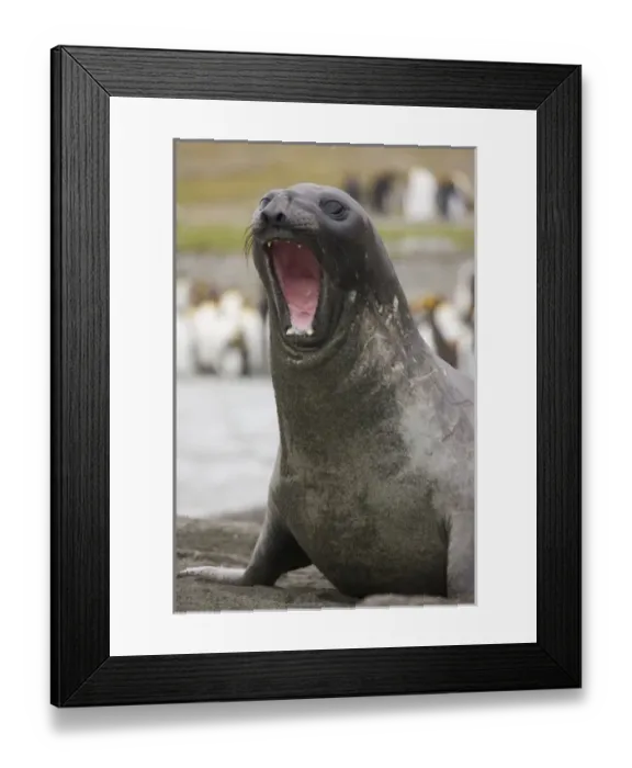 Framed Print : Antarctic, Antarctic Framed Print : Antarctic, Antarctic