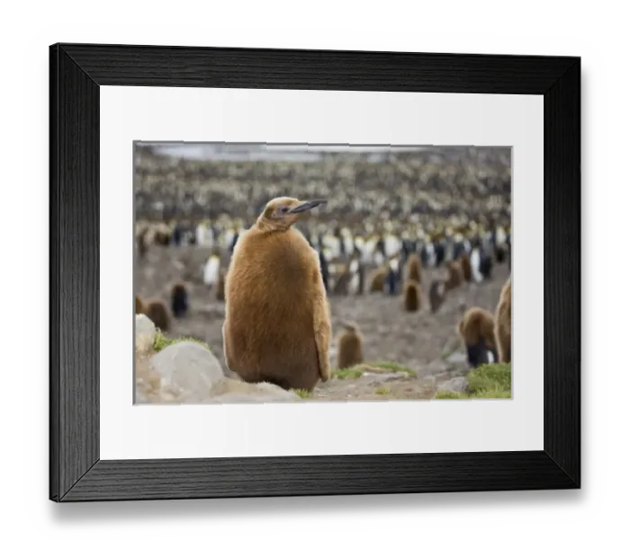Framed Print : Antarctic, Antarctic Framed Print : Antarctic, Antarctic