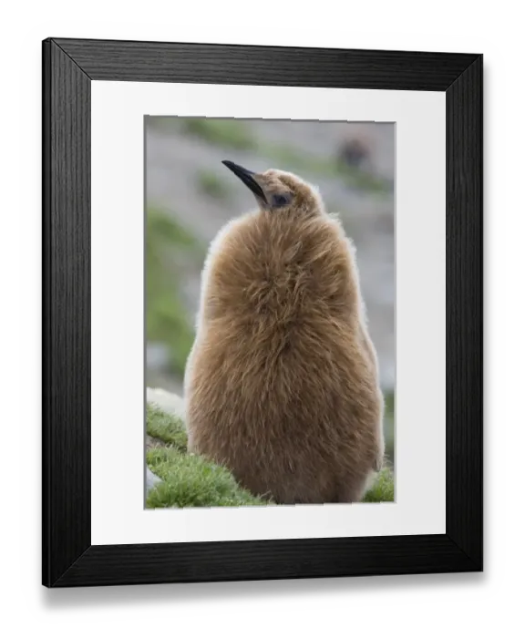 Framed Print : Antarctica, South Georgia, St. Andrews Bay. King penguin chick in Oakum Boy phase Framed Print : Antarctica, South Georgia, St. Andrews Bay. King penguin chick in Oakum Boy phase