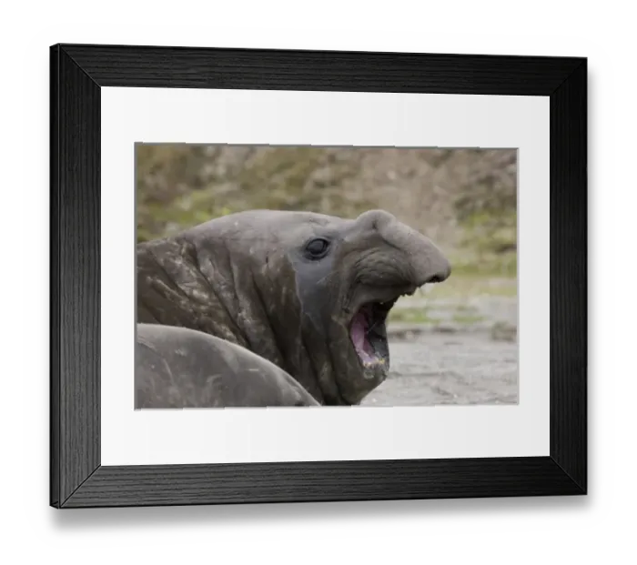 Framed Print : Antarctic, Antarctic