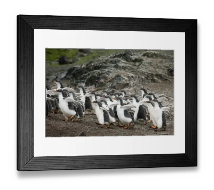 Framed Print : South Shetland Islands, Livingston Island. Gentoo penguin chicks form into groups