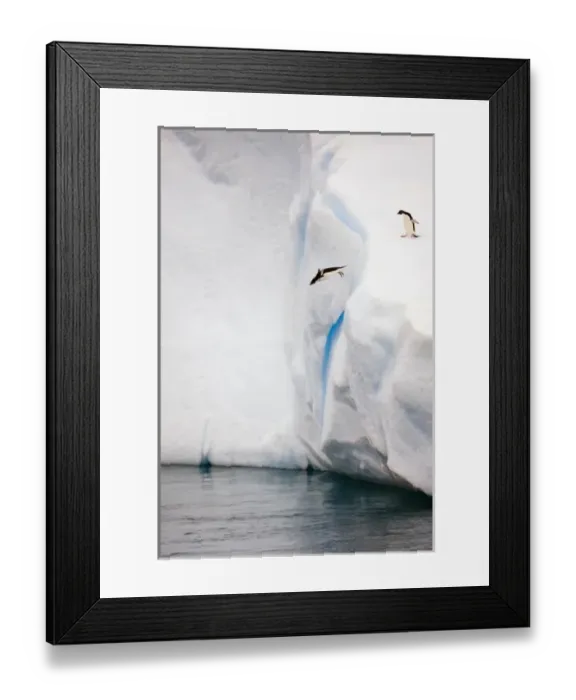 Framed Print : Antarctica, Antarctic Sound. Adelie penguin diving off an iceberg Framed Print : Antarctica, Antarctic Sound. Adelie penguin diving off an iceberg