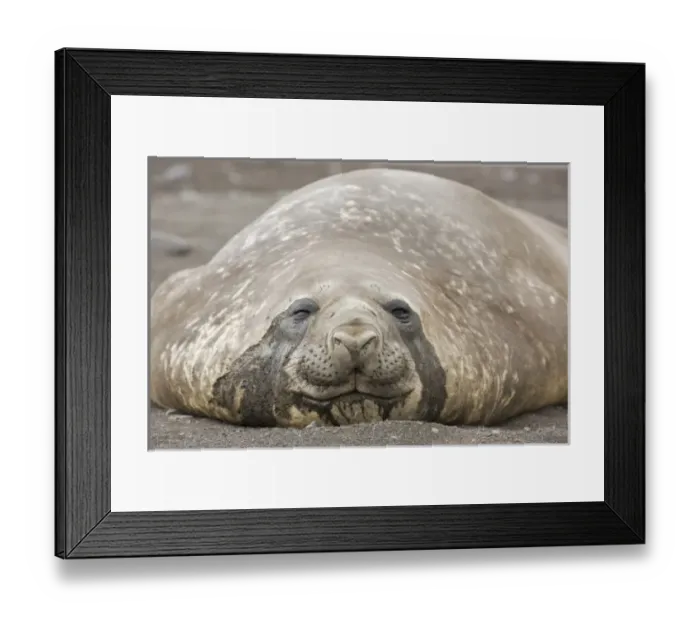 Framed Print : Antarctica, South Shetland Islands, Livingston Island. Close-up of southern elephant