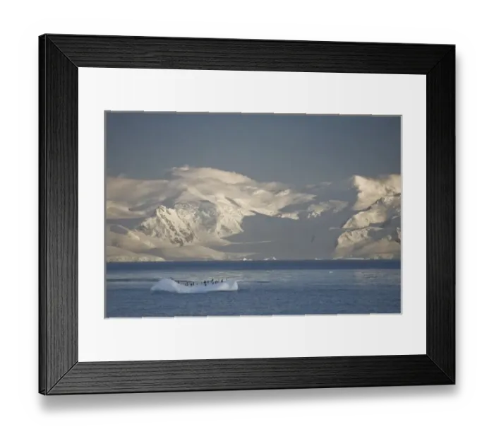 Framed Print : Antarctica, Errera Channel. Gentoo penguins rest on small iceberg as sunrise lights