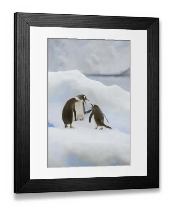 Framed Print : Antarctica, Neko Harbor. Three gentoo penguins (Pygoscelis papua) seem to be voicing Framed Print : Antarctica, Neko Harbor. Three gentoo penguins (Pygoscelis papua) seem to be voicing