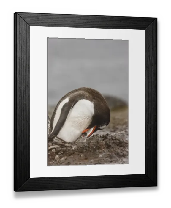 Framed Print : Antarctica, Aitcho Island. A gentoo penguin inspects its newborn chick in its nest