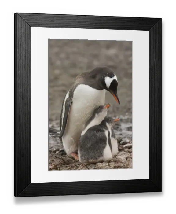 Framed Print : Antarctica, Aitcho Island. A gentoo penguin parent protects its pair of chicks
