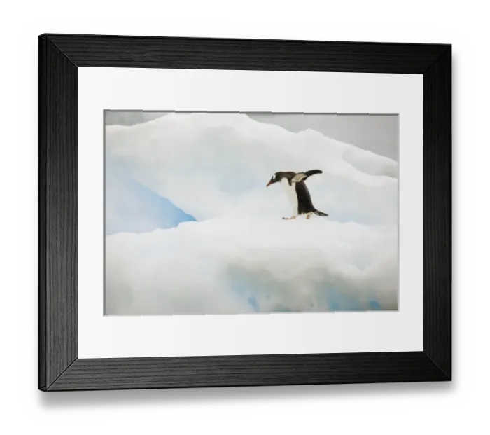 Framed Print : Antarctica, Neko Harbor. A gentoo penguin walks across a small iceberg Framed Print : Antarctica, Neko Harbor. A gentoo penguin walks across a small iceberg
