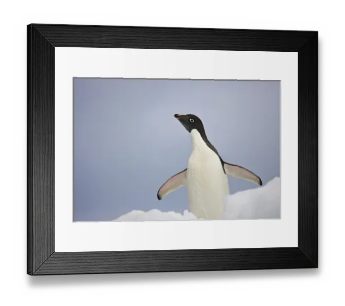 Framed Print : Antarctica, South Shetland Islands. An adult Adelie penguin stretches its flippers Framed Print : Antarctica, South Shetland Islands. An adult Adelie penguin stretches its flippers