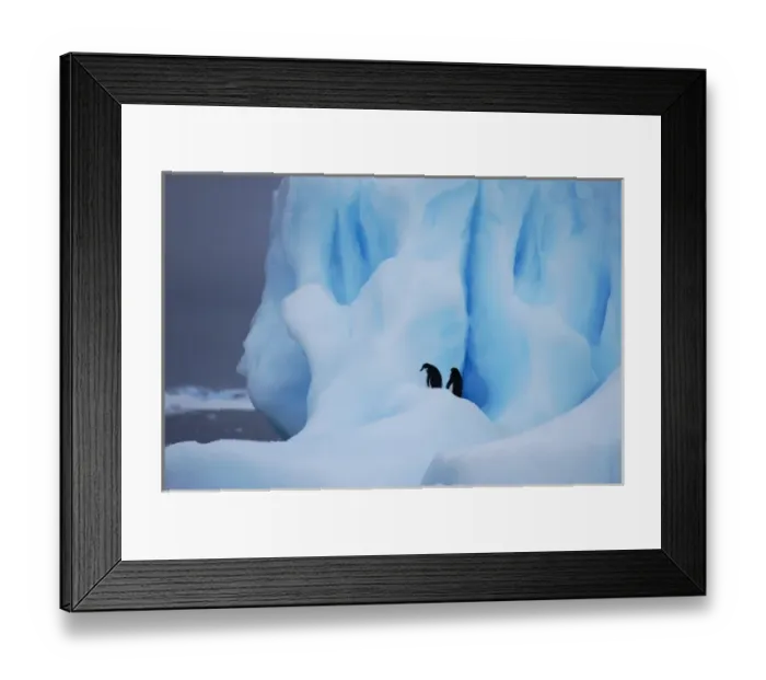 Framed Print : Adelie penguins on heavily weathered iceberg, near Paulet Island, Weddell Sea, Antarctica Framed Print : Adelie penguins on heavily weathered iceberg, near Paulet Island, Weddell Sea, Antarctica