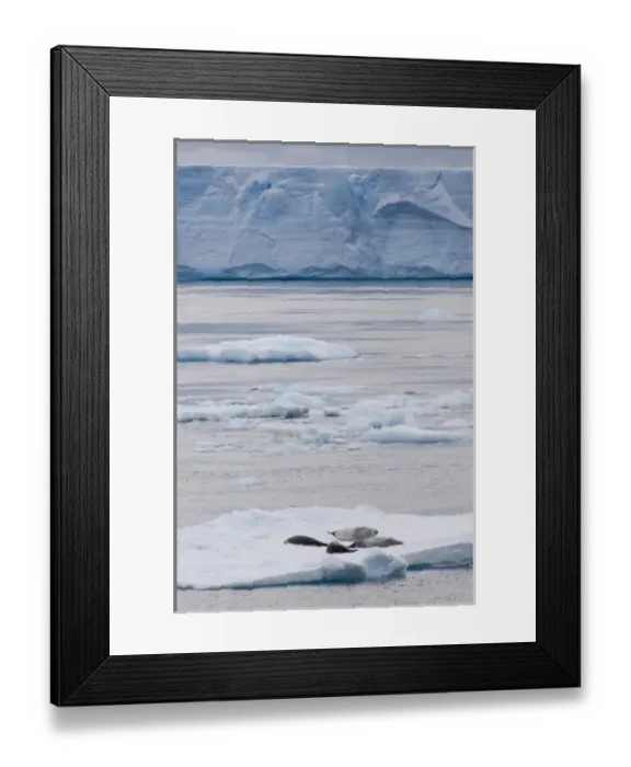 Framed Print : Antarctica, Antarctic Penninsula, Antarctic Sound. Crabeater seals (wild: Lobodon