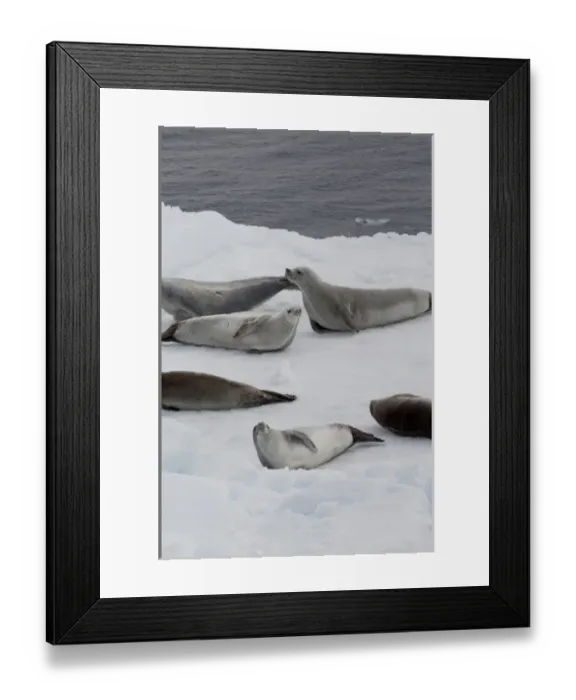 Framed Print : Antarctica, Antarctic Penninsula, Antarctic Sound. Crabeater seals (wild: Lobodon Framed Print : Antarctica, Antarctic Penninsula, Antarctic Sound. Crabeater seals (wild: Lobodon