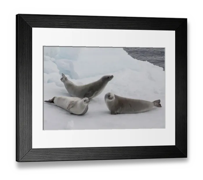 Framed Print : Antarctica, Antarctic Penninsula, Antarctic Sound. Crabeater seals (wild: Lobodon Framed Print : Antarctica, Antarctic Penninsula, Antarctic Sound. Crabeater seals (wild: Lobodon