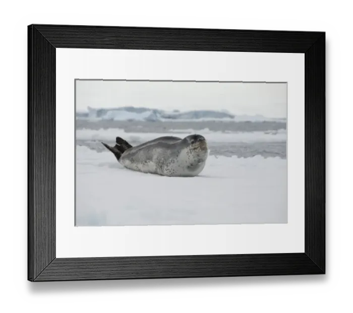 Framed Print : Antarctica, Antarctic Penninsula, Antarctic Sound. Leopard seal on iceberg (Wild Framed Print : Antarctica, Antarctic Penninsula, Antarctic Sound. Leopard seal on iceberg (Wild