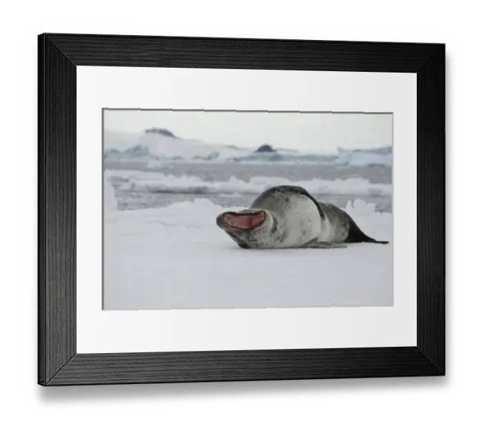 Framed Print : Antarctica, Antarctic Penninsula, Antarctic Sound. Leopard seal on iceberg (Wild Framed Print : Antarctica, Antarctic Penninsula, Antarctic Sound. Leopard seal on iceberg (Wild