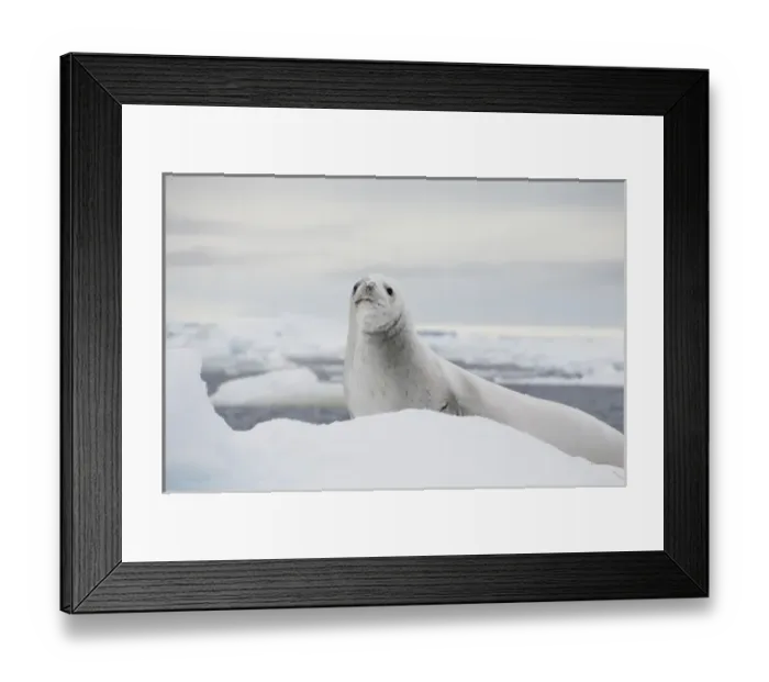 Framed Print : Antarctica, Antarctic Penninsula, Antarctic Sound. White Crabeater seal on iceberg (Wild
