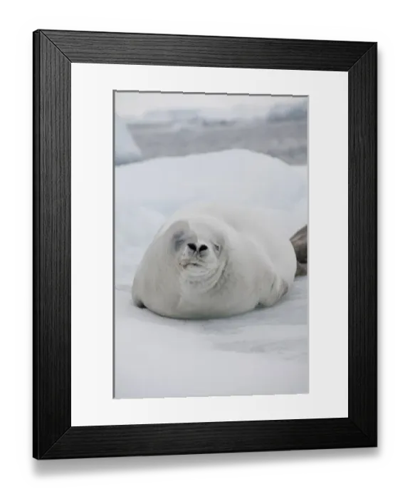 Framed Print : Antarctica, Antarctic Penninsula, Antarctic Sound. White Crabeater seal on iceberg (Wild Framed Print : Antarctica, Antarctic Penninsula, Antarctic Sound. White Crabeater seal on iceberg (Wild
