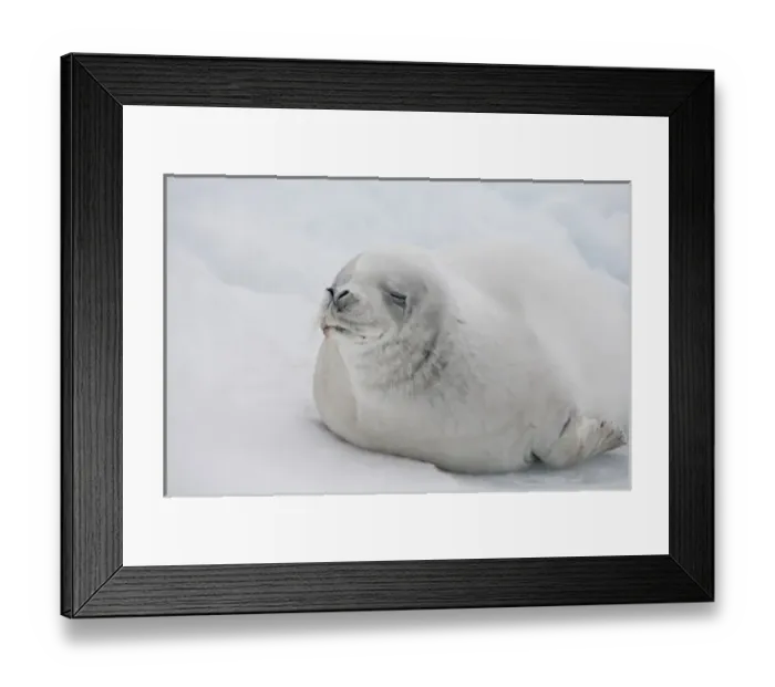 Framed Print : Antarctica, Antarctic Penninsula, Antarctic Sound. White Crabeater seal on iceberg (Wild