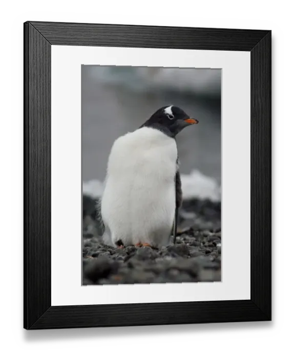 Framed Print : Antarctica, Antarctic Penninsula, Brown Bluff (63832 S, 56855 W). Gentoo penguin Framed Print : Antarctica, Antarctic Penninsula, Brown Bluff (63832 S, 56855 W). Gentoo penguin