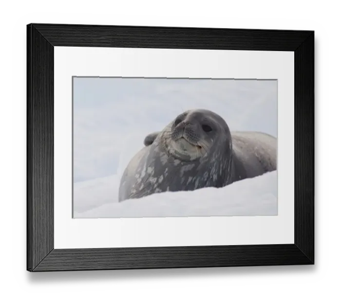 Framed Print : Antarctica, Antarctic Penninsula. Antarctica, Paradise Harbour (aka Paridise Bay)