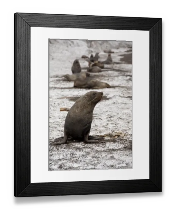 Framed Print : Antarctica, Antarctic Penninsula. Deception Island & Whalers Bay (62857 S, 60838 W) Framed Print : Antarctica, Antarctic Penninsula. Deception Island & Whalers Bay (62857 S, 60838 W)