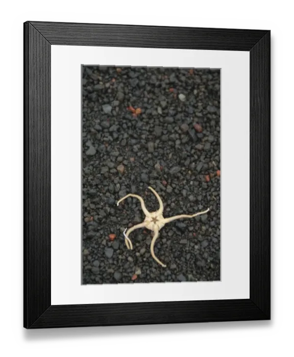 Framed Print : Antarctica, Antarctic Penninsula. Deception Island & Whalers Bay. Starfish on black volcanic beach