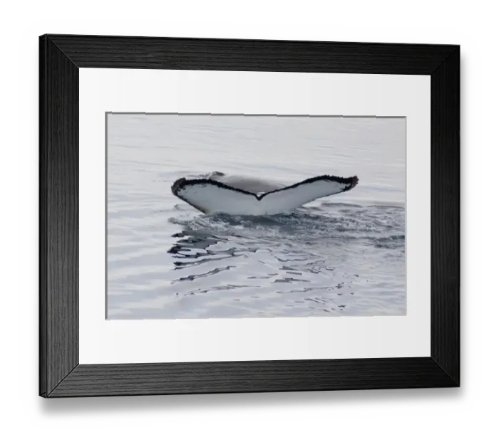 Framed Print : Antarctica, Antarctic Penninsula. Humpback whales (Megaptera novaeangliae) in Southern Ocean Framed Print : Antarctica, Antarctic Penninsula. Humpback whales (Megaptera novaeangliae) in Southern Ocean