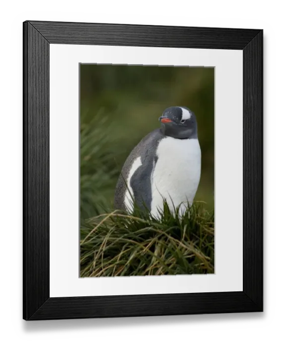 Framed Print : South Georgia Island, Godthul. Old whalers base located on the north coast. Gentoo penguin (wild Framed Print : South Georgia Island, Godthul. Old whalers base located on the north coast. Gentoo penguin (wild