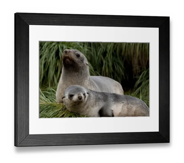 Framed Print : South Georgia Island, Godthul. Young Antarctic fur seal (Arctocephalus gazella) on tussac grass Framed Print : South Georgia Island, Godthul. Young Antarctic fur seal (Arctocephalus gazella) on tussac grass