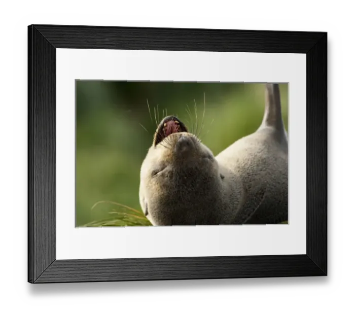Framed Print : Antarctic, Antarctic