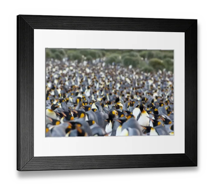 Framed Print : South Georgia Island, Gold Harbor. King penguin (Aptenodytes patagonicus) colony Framed Print : South Georgia Island, Gold Harbor. King penguin (Aptenodytes patagonicus) colony