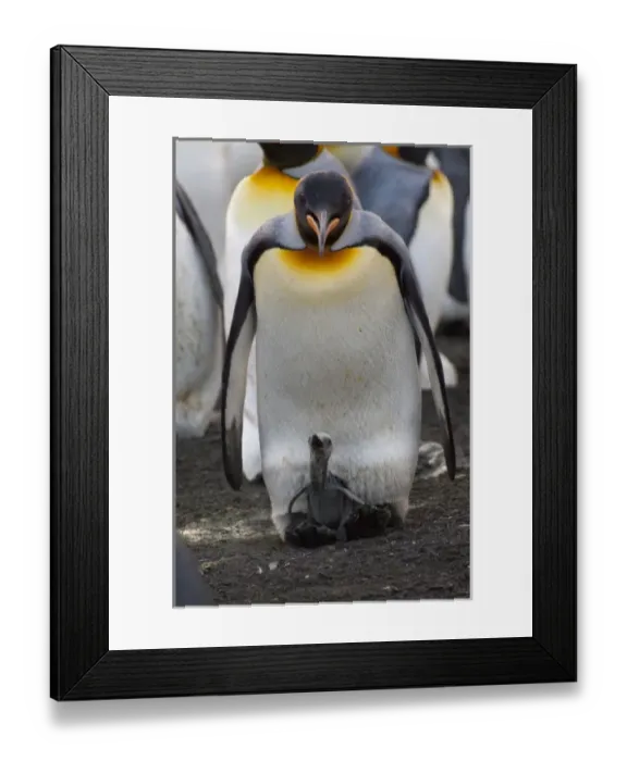 Framed Print : South Georgia Island, Gold Harbor. King penguin (Aptenodytes patagonicus) with new chick Framed Print : South Georgia Island, Gold Harbor. King penguin (Aptenodytes patagonicus) with new chick
