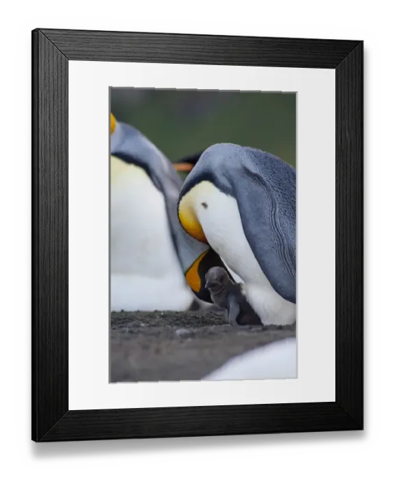 Framed Print : South Georgia Island, Gold Harbor. King penguin (Aptenodytes patagonicus) with new chick