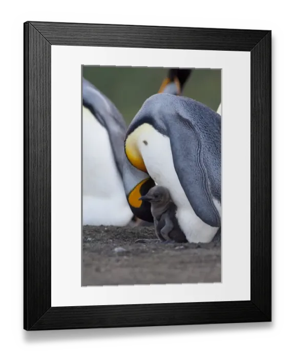 Framed Print : South Georgia Island, Gold Harbor. King penguin (Aptenodytes patagonicus) with new chick Framed Print : South Georgia Island, Gold Harbor. King penguin (Aptenodytes patagonicus) with new chick
