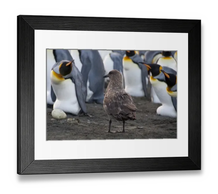 Framed Print : South Georgia Island, Gold Harbor. King penguins (Aptenodytes patagonicus) & Skua Framed Print : South Georgia Island, Gold Harbor. King penguins (Aptenodytes patagonicus) & Skua