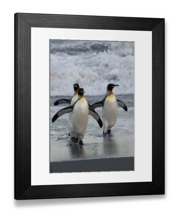 Framed Print : South Georgia Island, Gold Harbor. King penguins (Aptenodytes patagonicus) on beach Framed Print : South Georgia Island, Gold Harbor. King penguins (Aptenodytes patagonicus) on beach