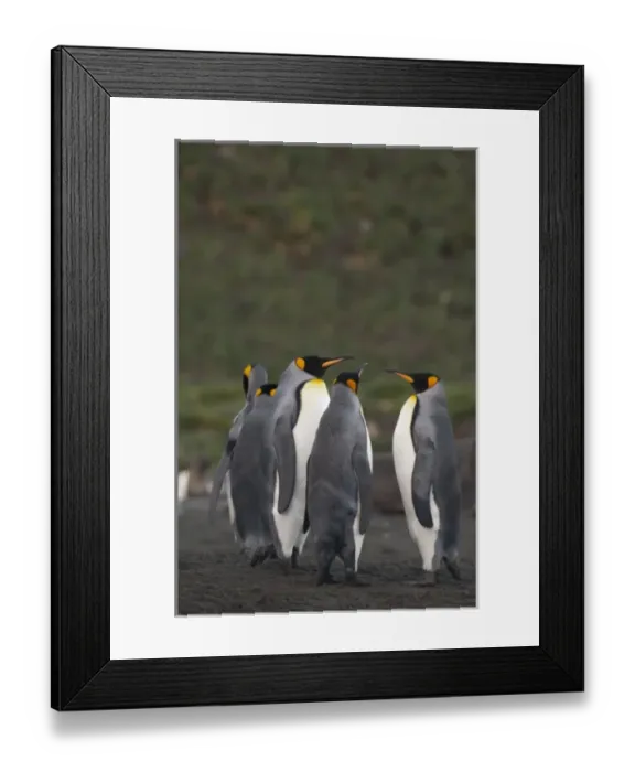 Framed Print : South Georgia Island, Gold Harbor. King penguins (Aptenodytes patagonicus) on beach