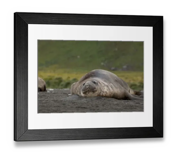 Framed Print : South Georgia Island, Gold Harbor. Lone Southern elephant seal (Mirounga leonina) on beach Framed Print : South Georgia Island, Gold Harbor. Lone Southern elephant seal (Mirounga leonina) on beach