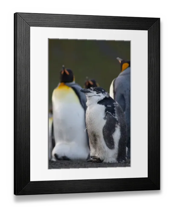 Framed Print : South Georgia Island, Gold Harbor. Molting Chinstrap penguin (Pygoscelis antarctica) Framed Print : South Georgia Island, Gold Harbor. Molting Chinstrap penguin (Pygoscelis antarctica)