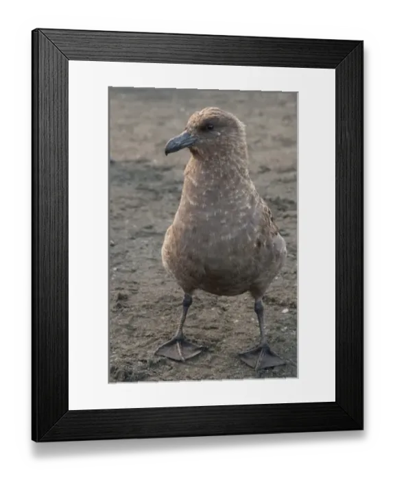 Framed Print : Antarctic, Antarctic