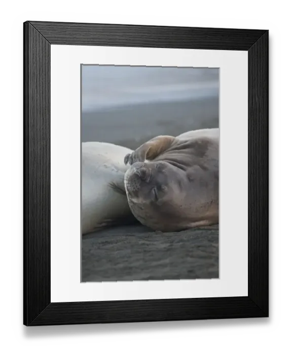 Framed Print : South Georgia Island, Gold Harbor. Southern elephant seal (Mirounga leonina) sleeping on beach Framed Print : South Georgia Island, Gold Harbor. Southern elephant seal (Mirounga leonina) sleeping on beach