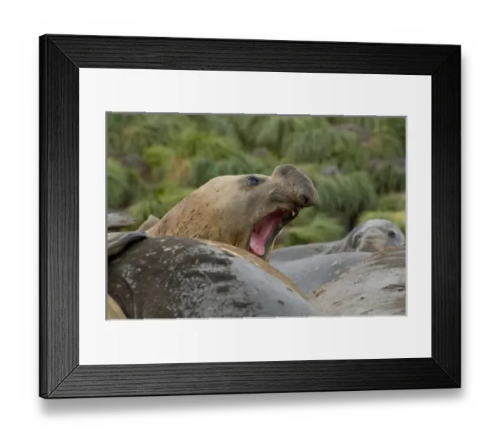 Framed Print : Antarctic, Antarctic Framed Print : Antarctic, Antarctic